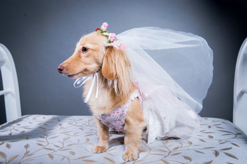 粉红碎花蕾丝婚纱。Among礼服系列。 猫猫 狗狗 - 衣/帽 - 其他材质 