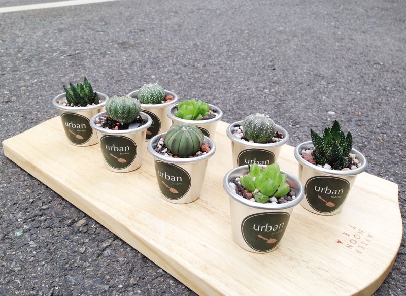 ◥ 金属下午茶杯多肉拼盘礼盒- 6盆组合盆/交换礼物 - 植栽/盆栽 - 植物．花 绿色