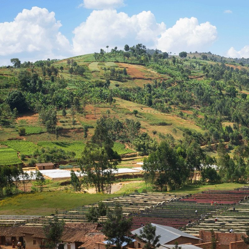 咖啡豆／耶加雪菲 G2／埃塞俄比亚 [惠 咖啡] - 咖啡 - 新鲜食材 金色