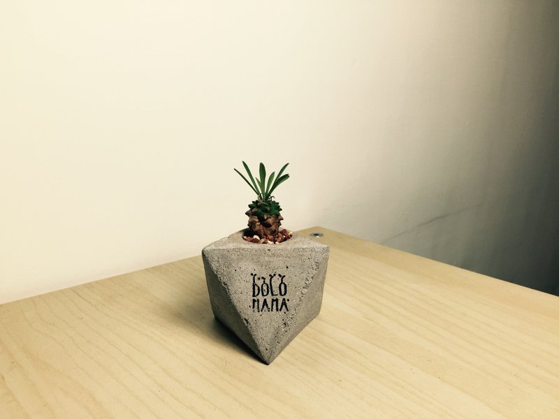 角头－峨嵋山 多肉植物 水泥盆栽组 交换礼物 - 植栽/盆栽 - 水泥 橘色