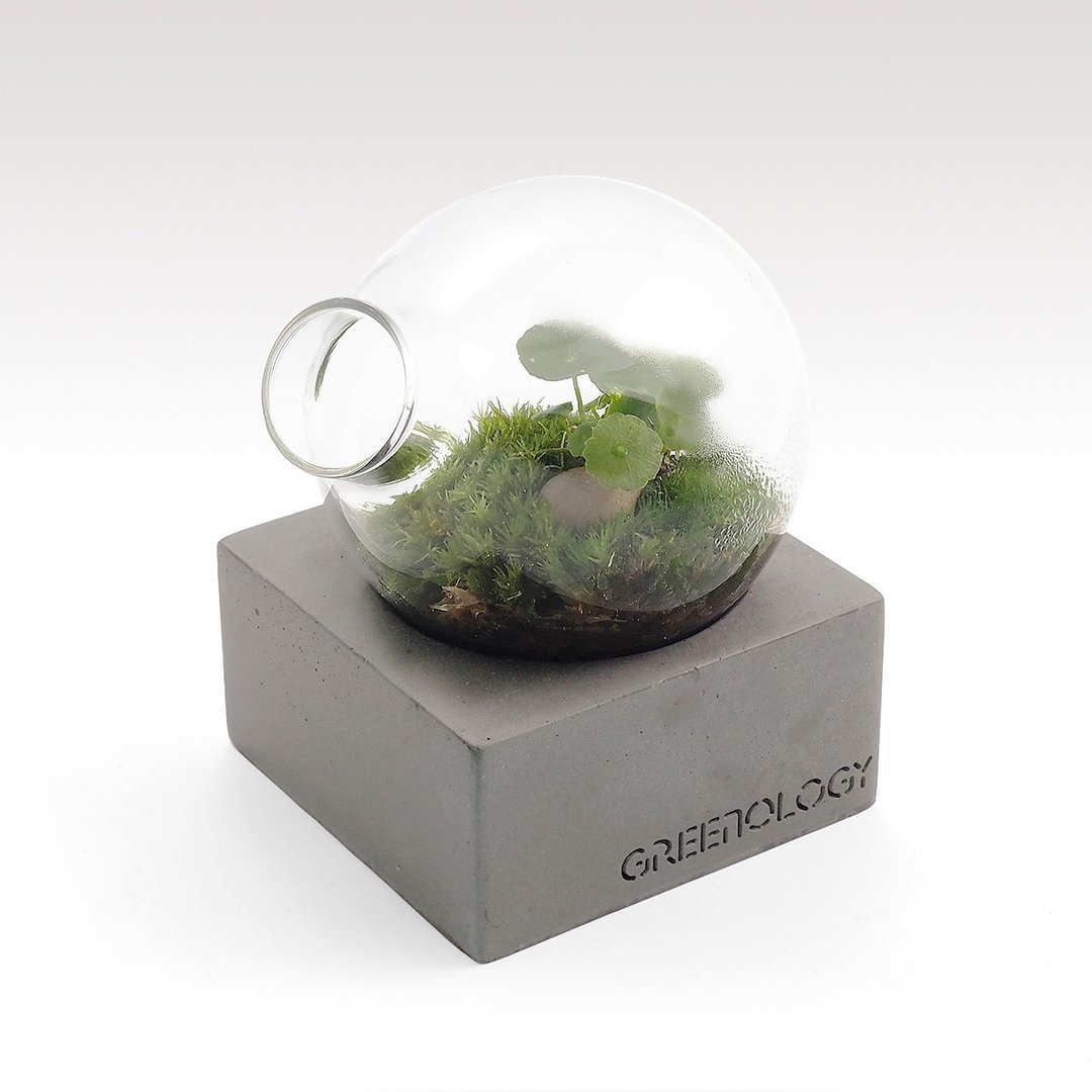 Greenology 水泥底座梨形玻璃花器 - 植栽/盆栽 - 水泥 灰色