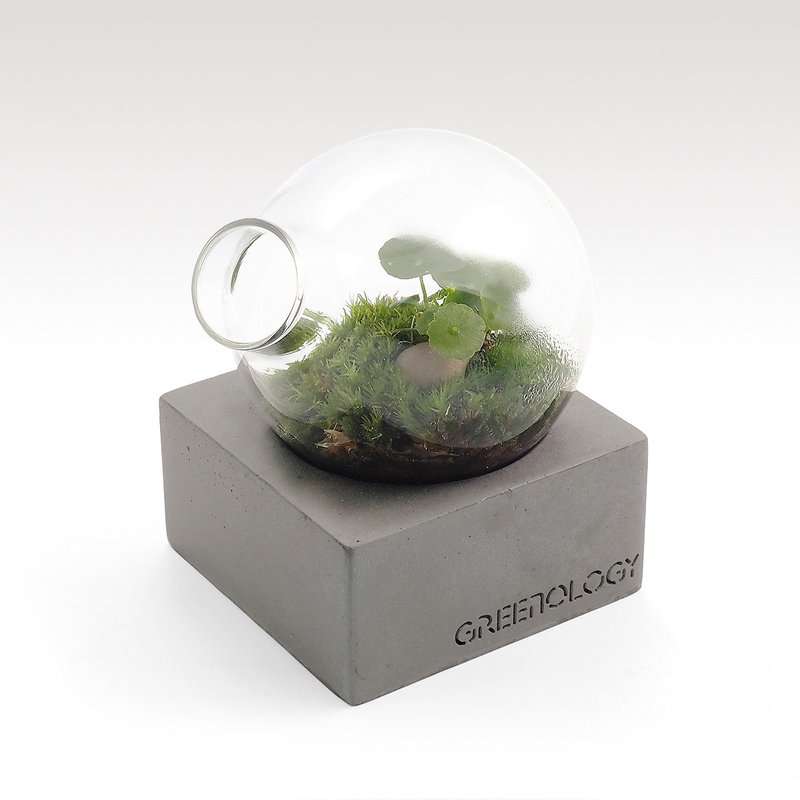 Greenology 水泥底座梨形玻璃花器 - 植栽/盆栽 - 水泥 灰色