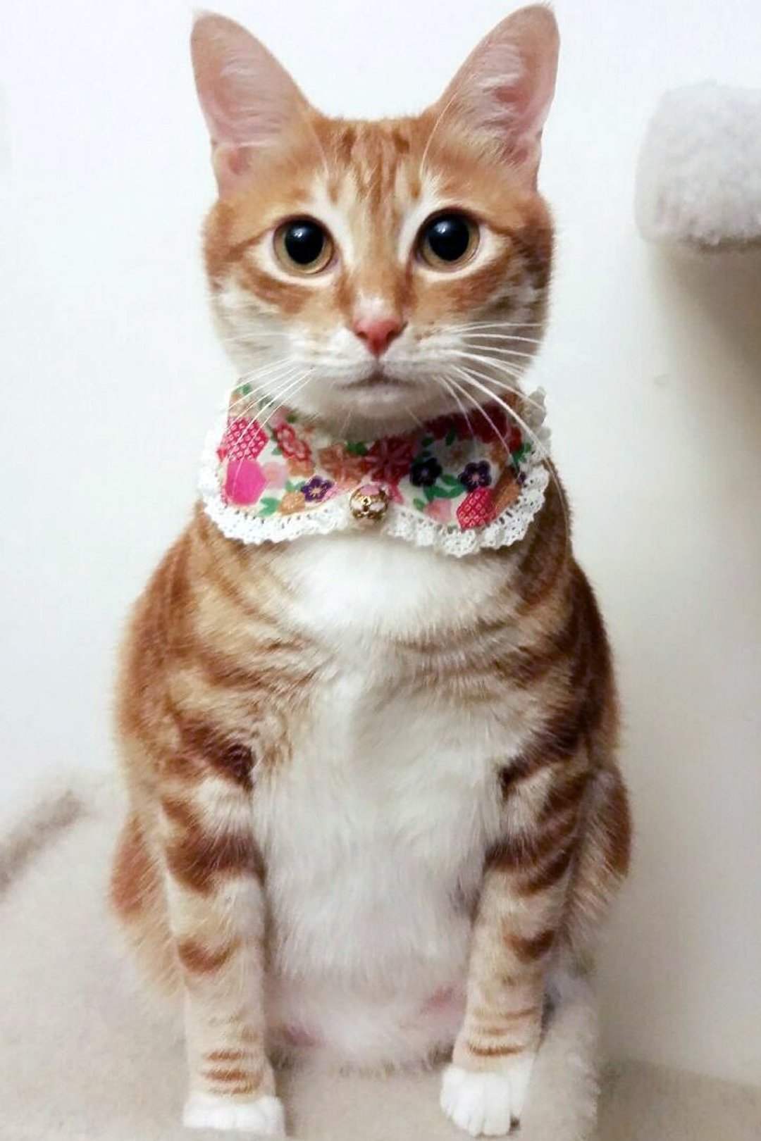 米白碎花领带 蝴蝶结颈带 猫咪 狗狗 宠物项圈 S size - 衣/帽 - 其他材质 多色