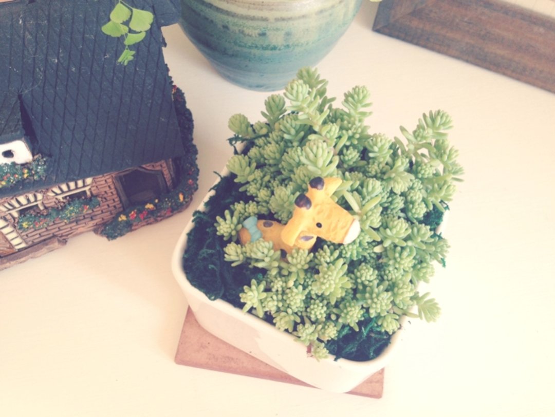 (盆栽) 躲猫猫 Hide and Seek (多肉植物 疗愈 办公小物) 送礼 - 植栽/盆栽 - 玻璃 绿色