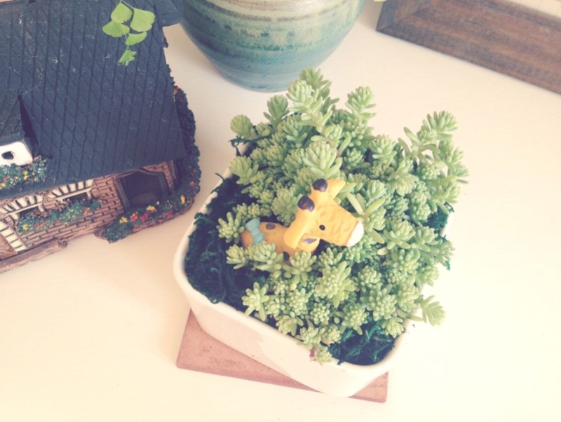 (盆栽) 躲猫猫 Hide and Seek (多肉植物 疗愈 办公小物) 送礼 - 植栽/盆栽 - 玻璃 绿色