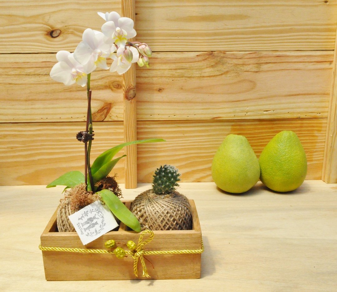 “Ciao!中秋。 ”中秋节小礼盒 - 植栽/盆栽 - 植物．花 