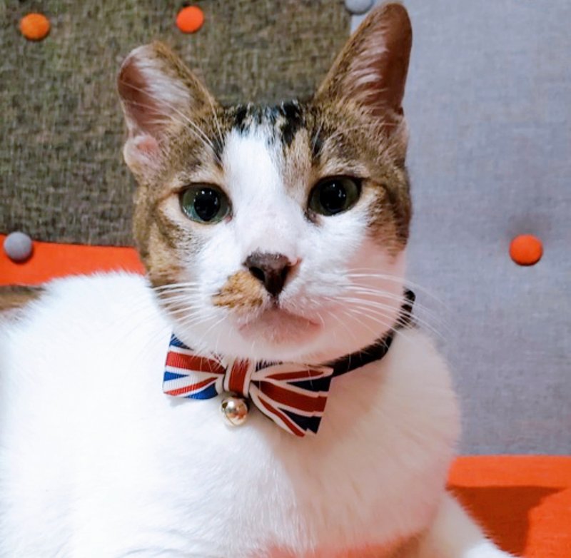 英国国旗蝴蝶结宠物项圈 猫咪 狗狗  S size - 其他 - 其他材质 多色