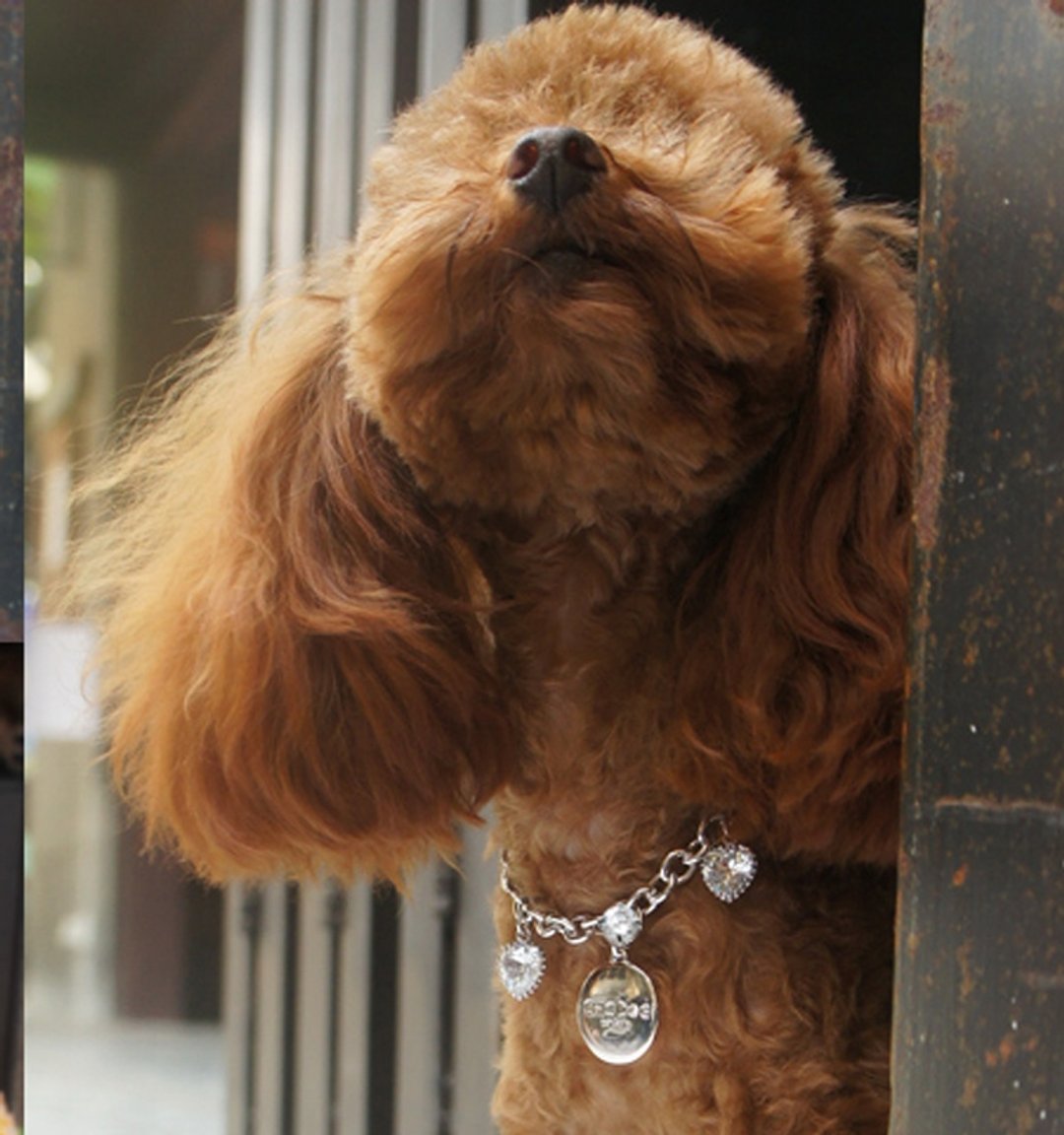 【CHIC DOG】狗狗项链 亲子套组((项链极光.冰心.闪耀款式))加购区 - 项圈/牵绳 - 其他金属 灰色