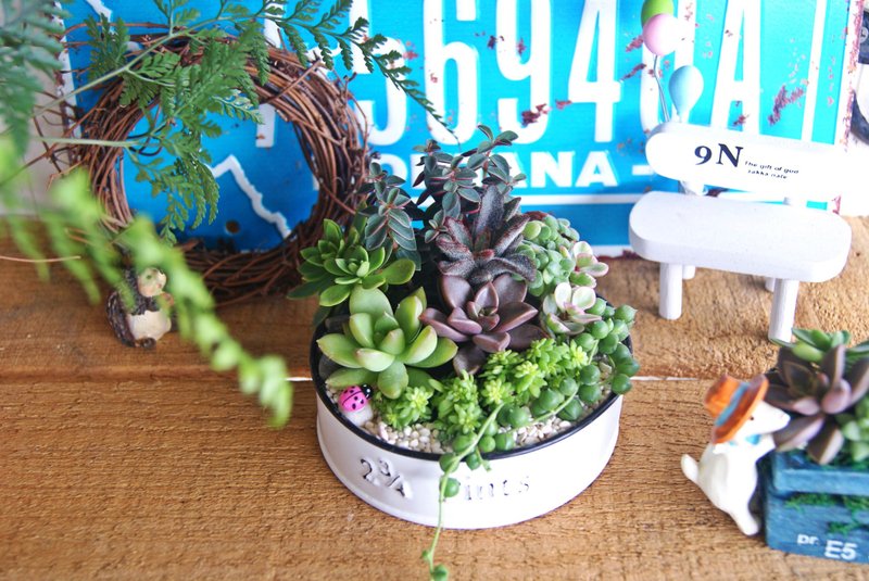 杂货风仿旧圆盘X多肉盆栽(复古白) - 植栽 - 植物．花 