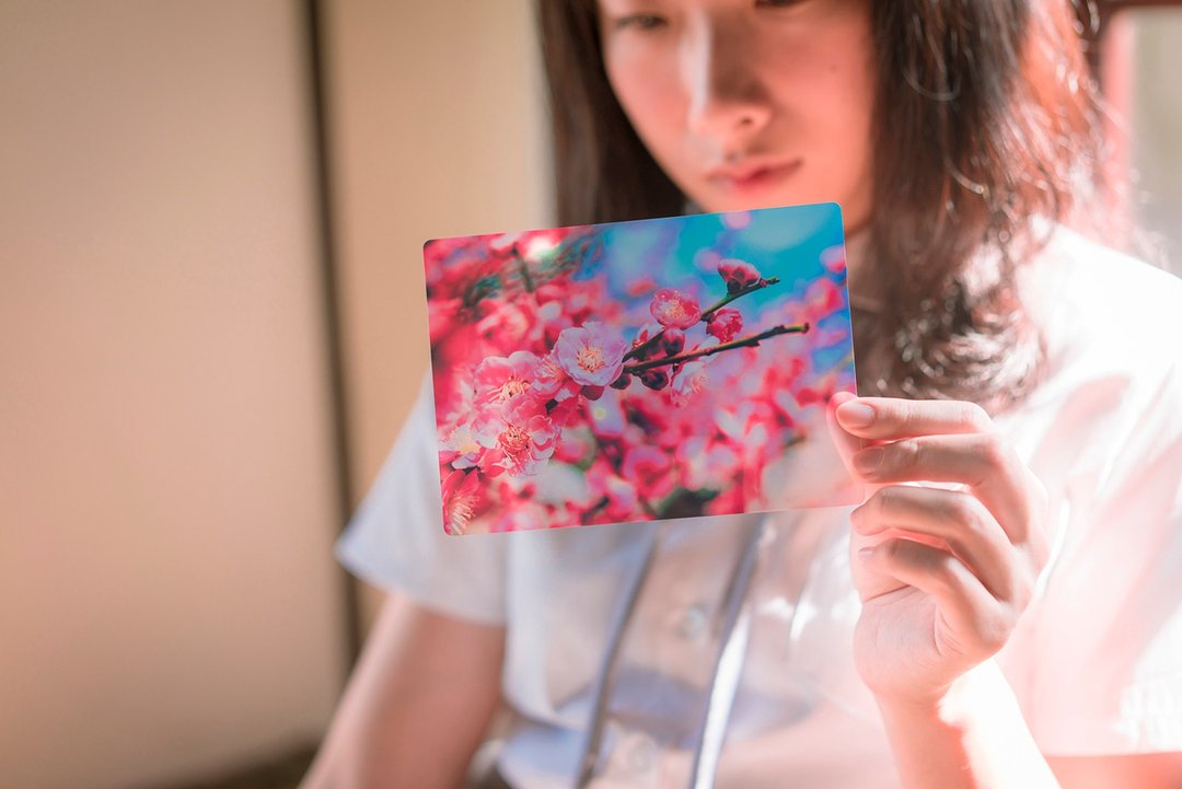 透明明信片 / 珍贵独特 / 日本昭和 / 豊かな自由 / 樱花 - 卡片/明信片 - 压克力 粉红色