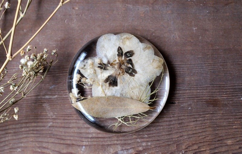 植物艾迪 ♪ 椭圆纸镇 - 植栽/盆栽 - 植物．花 卡其色