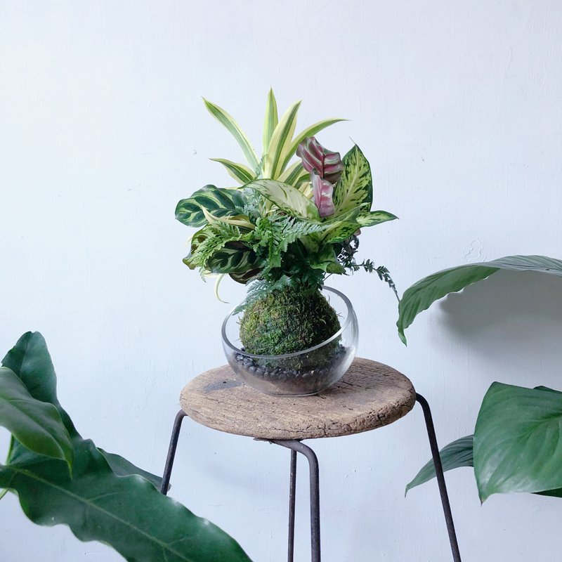 苔球植栽开幕盆栽 - 植栽/盆栽 - 植物．花 绿色