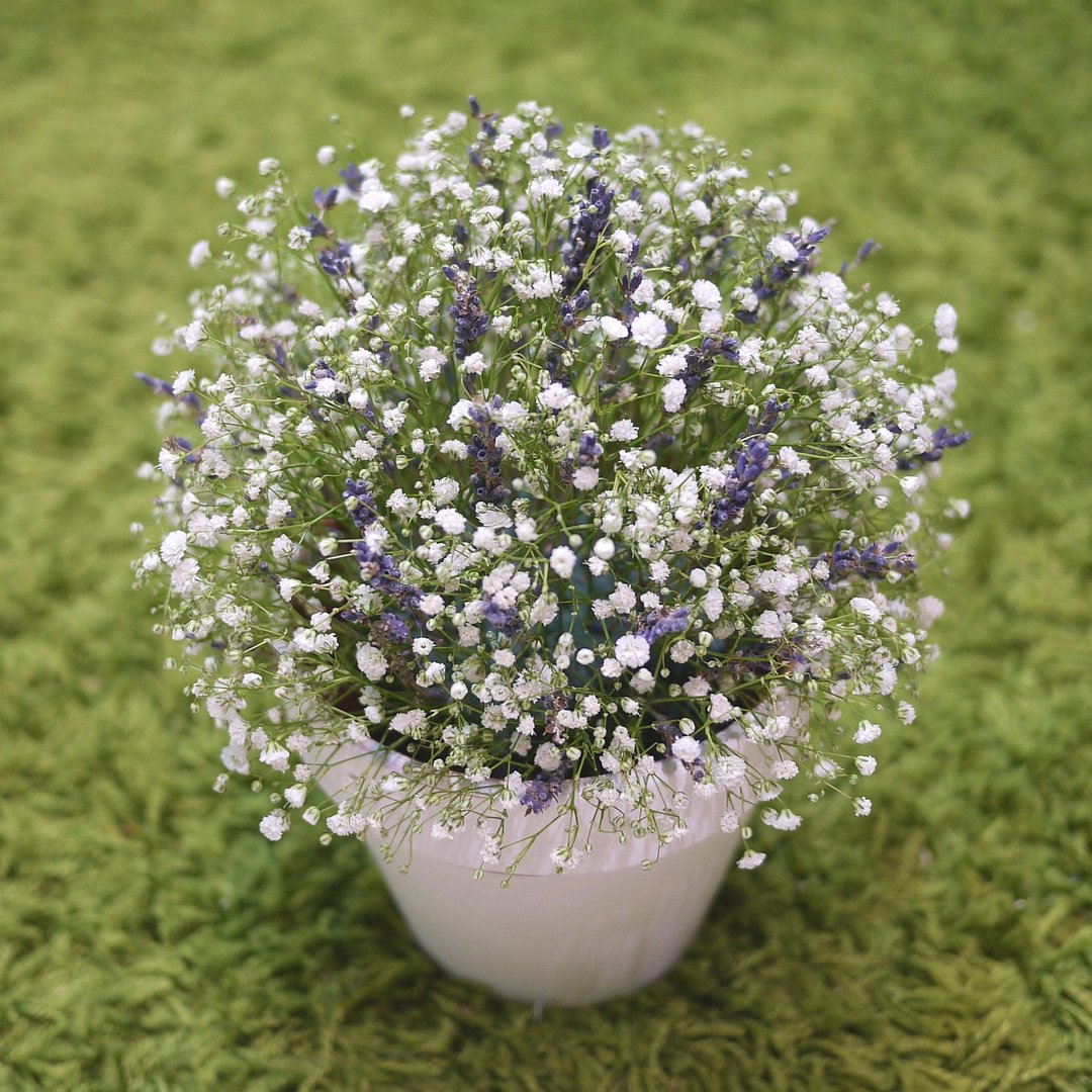 IDUN Flower 薰恋满天星陶盆桌花 - 植栽/盆栽 - 植物．花 白色
