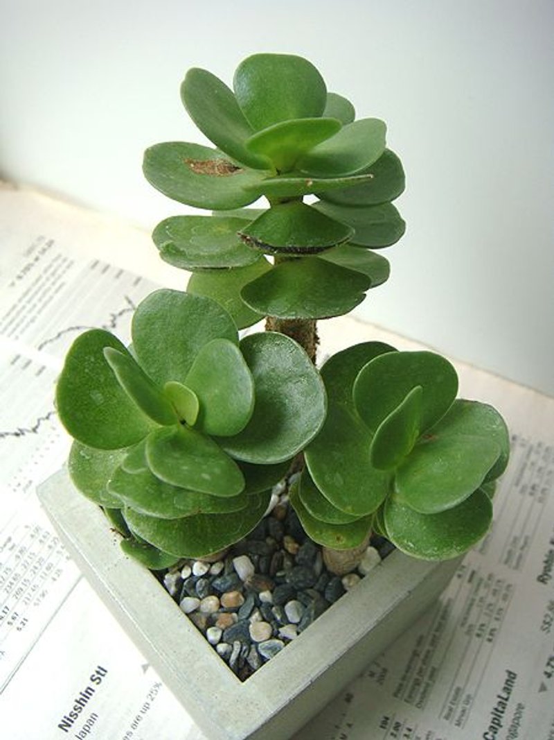 水泥花器+多肉植物云叶古木 - 摆饰 - 水泥 