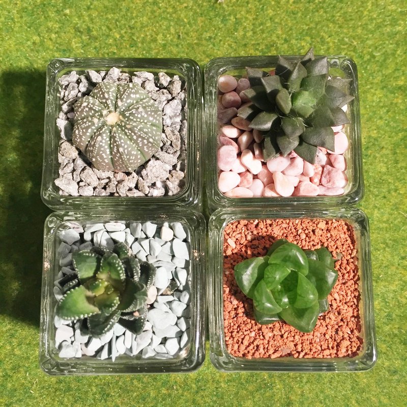 多肉植物玻璃小植栽 - 植栽/盆栽 - 植物．花 绿色
