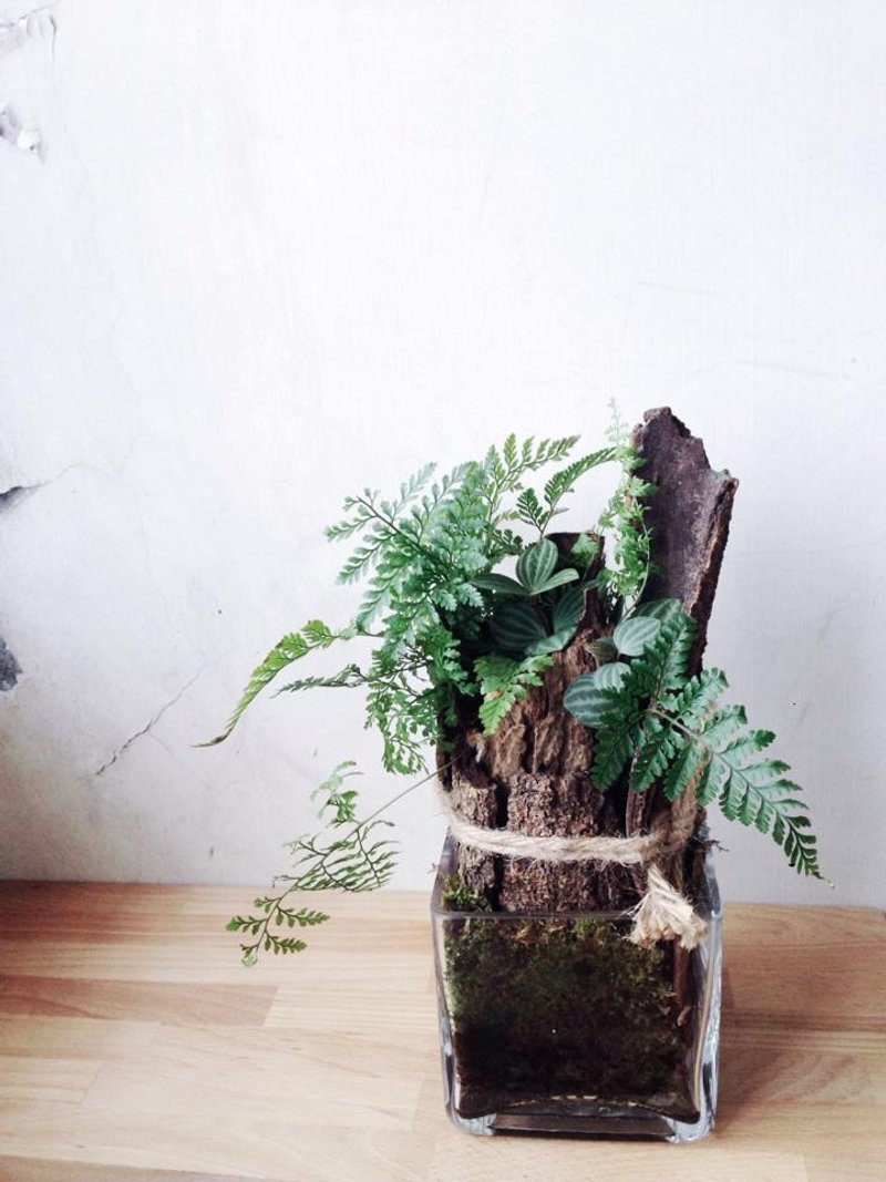 被遗忘的森林 兔脚蕨室内植栽 - 植栽/盆栽 - 植物．花 绿色