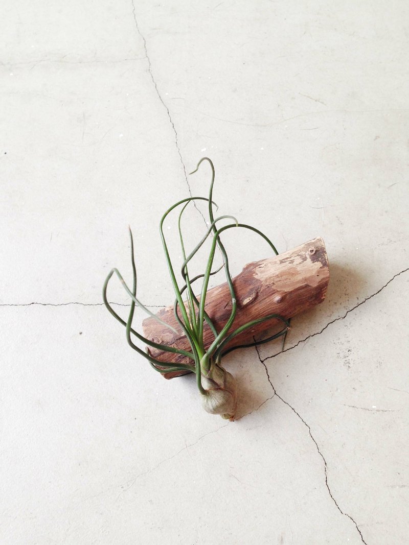 ◥滑溜溜章鱼：T. bulbosa中型章鱼空气凤梨x漂流木组合植栽 - 植栽/盆栽 - 植物．花 金色