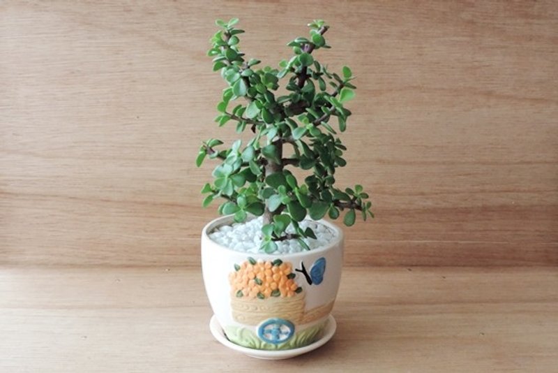 种植小树 · 银杏木 - 植栽/盆栽 - 植物．花 