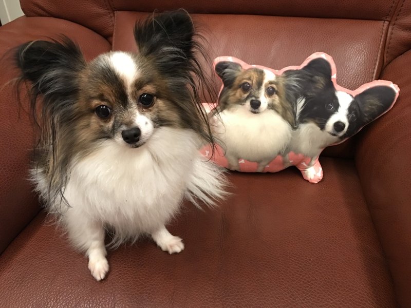 定制化抱枕-40cm - 玩偶/公仔 - 真皮 