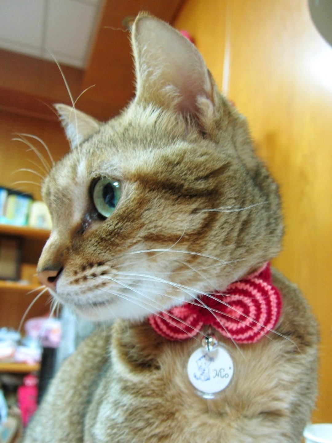 圈圈条纹蝴蝶结．猫项圈 - 项圈/牵绳 - 压克力 红色