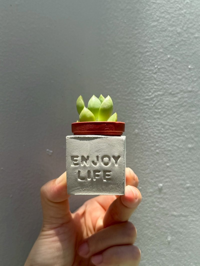 Enjoy Life~(享乐人生) 磁铁多肉盆栽 - 植栽/盆栽 - 水泥 灰色