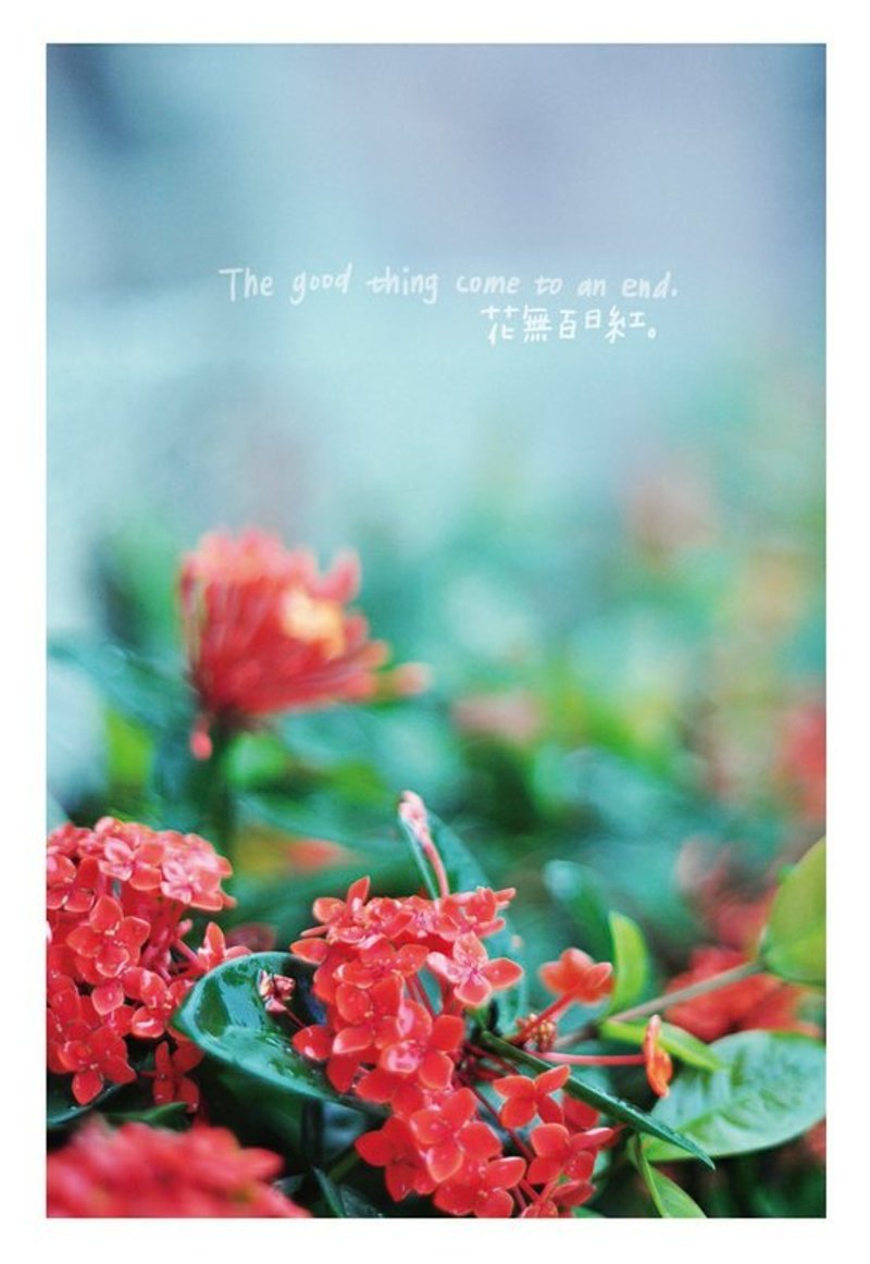 花无百日红 / Magai's postcard - 卡片/明信片 - 纸 
