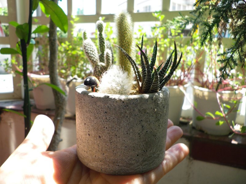 【杯型盆栽-灰】水泥花器/水泥花盆/水泥盆栽/水泥植栽/水泥盆器(不含植物.石.土) - 植栽/盆栽 - 水泥 灰色