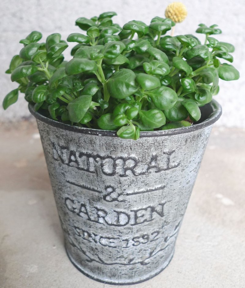 办公室系列_弹簧草_刷旧法式马口铁筒(铁灰) - 植栽/盆栽 - 植物．花 灰色