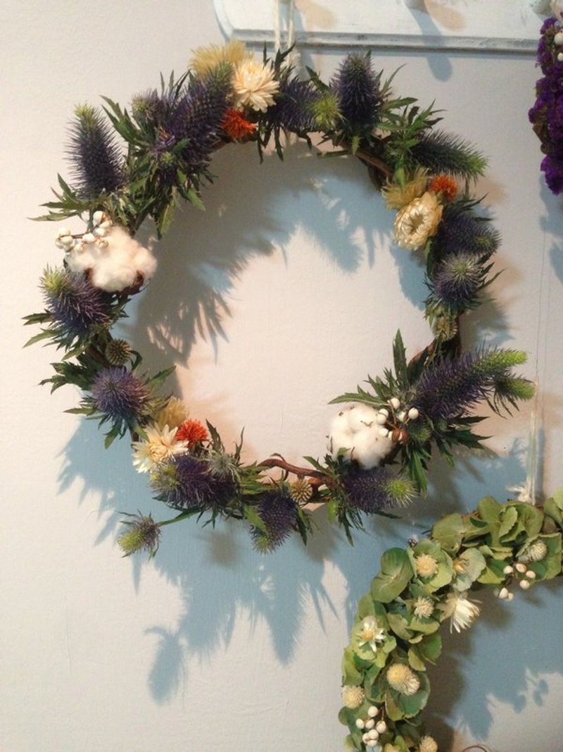 “Trapping”用最美的圈住最爱的紫蓟花 - 植栽/盆栽 - 植物．花 紫色