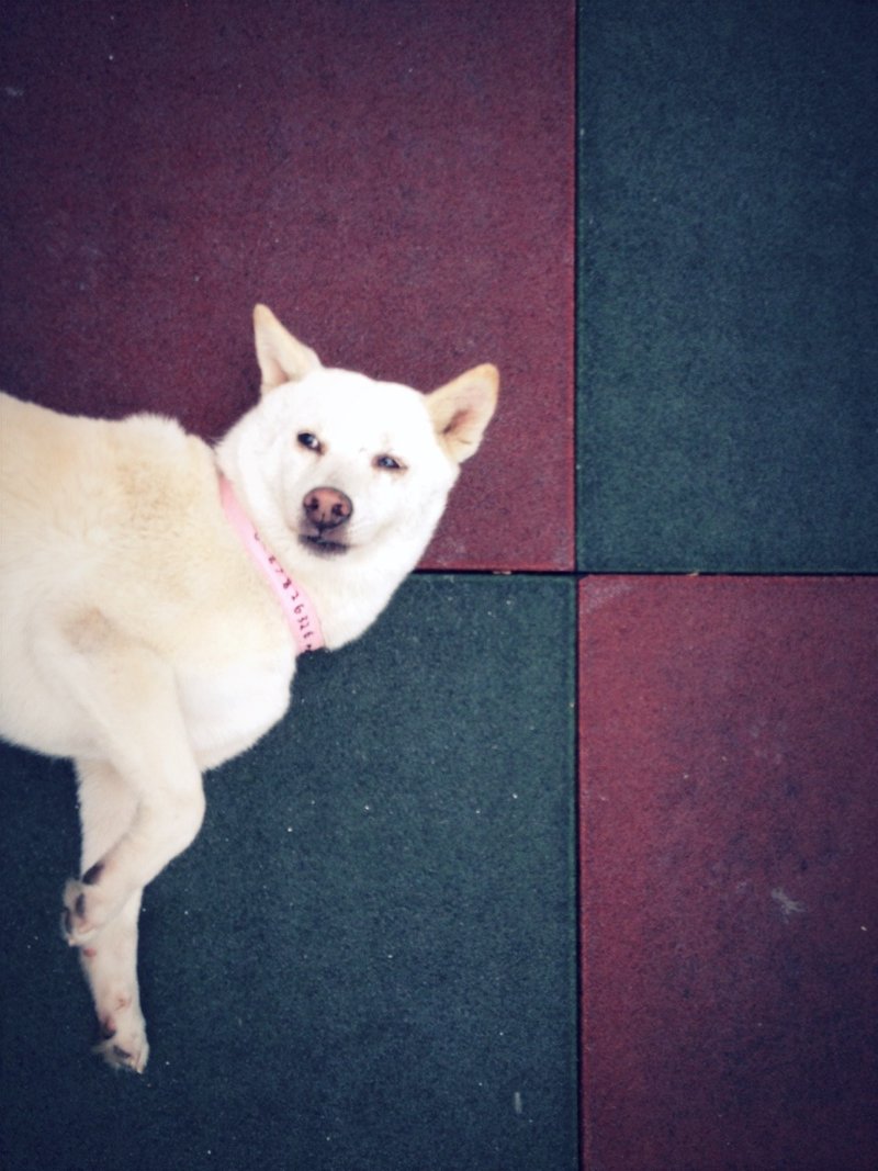 汪汪 /特殊订制区 - 项圈/牵绳 - 其他材质 黄色