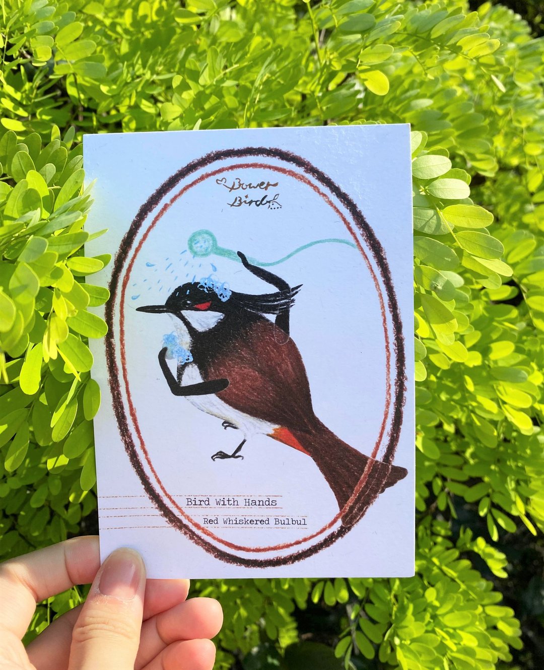 Bird with hands 洗澡红耳鹎 野鸟明信片 - 卡片/明信片 - 纸 咖啡色