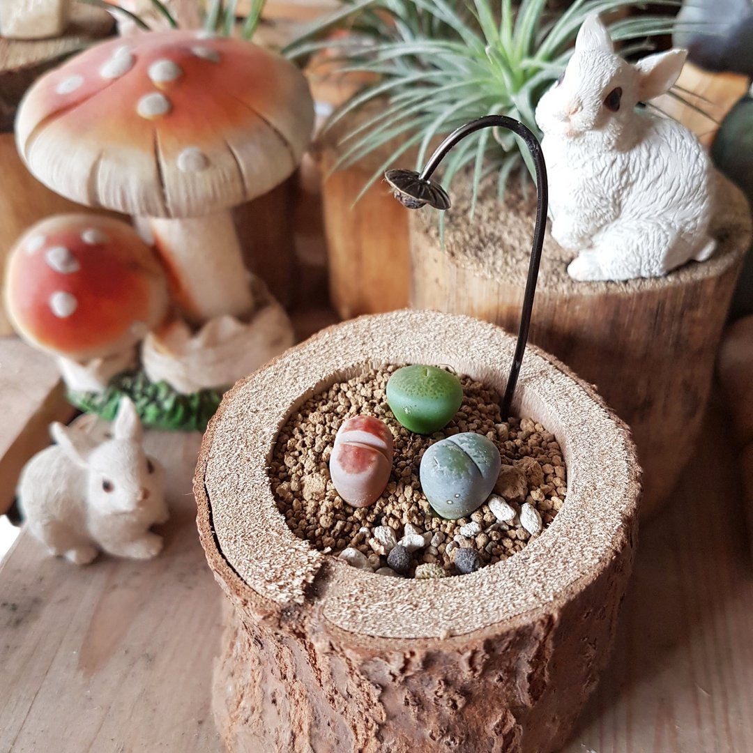 树上长了玉石小精灵【Pixies of jade grow in the tree】 - 植栽/盆栽 - 木头 咖啡色