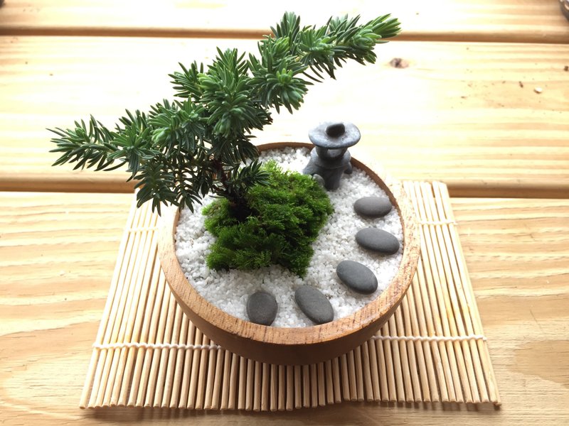 纯自然 迷你日式禅庭盆栽 禅 枯山水 松柏  盆栽  送礼 小物 zen - 植栽/盆栽 - 植物．花 绿色