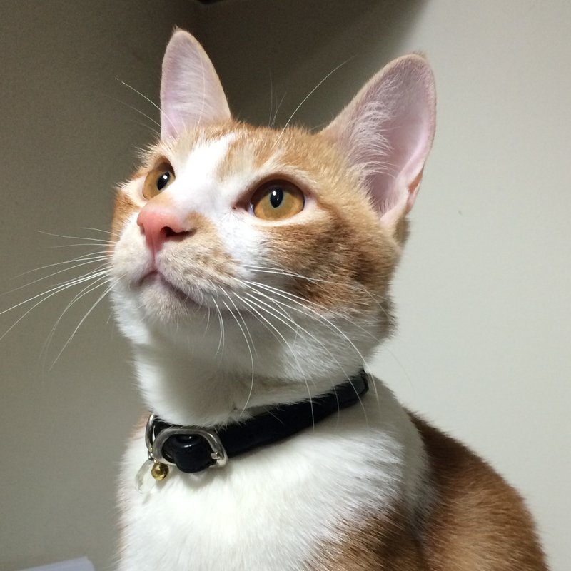 猫项圈-真皮/ 西阵织  超柔软。Cat collars/项圈 - 项圈/牵绳 - 其他材质 