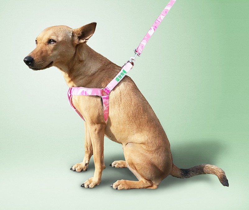 Small talk 狗有话要说 胸背带+2句标语 粉红迷彩 (L) - 项圈/牵绳 - 棉．麻 粉红色