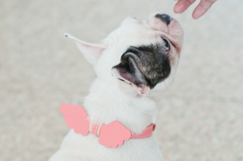 【限时出清】真皮配件-真皮翅膀 (可雷射刻字) - 项圈/牵绳 - 真皮 粉红色