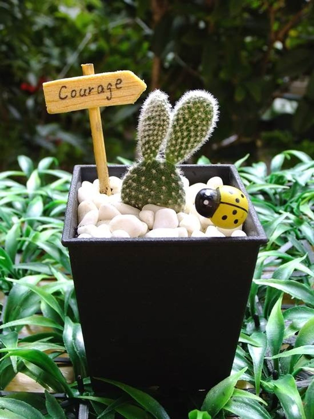 疗育系 · 多肉植物 · 米老鼠仙人掌 - 植栽/盆栽 - 植物．花 