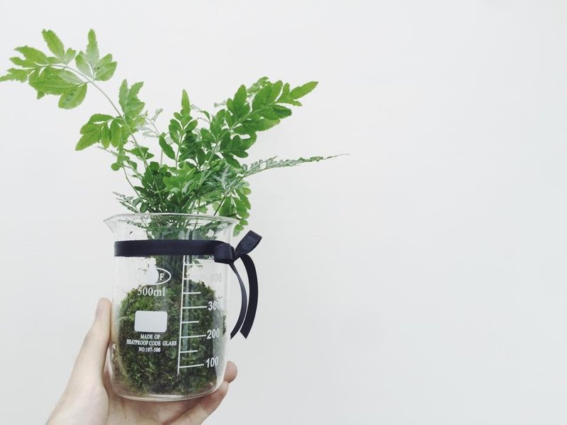 寂寞星球 苔球植栽 季节性蕨类植栽 - 植栽/盆栽 - 植物．花 绿色