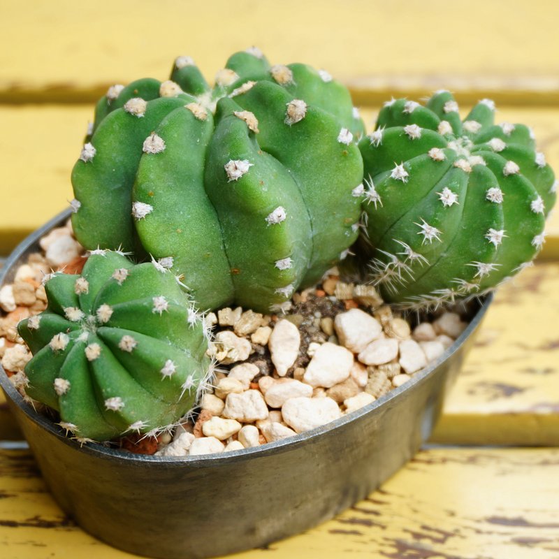 复古金属的盆栽 - 植栽/盆栽 - 其他金属 绿色