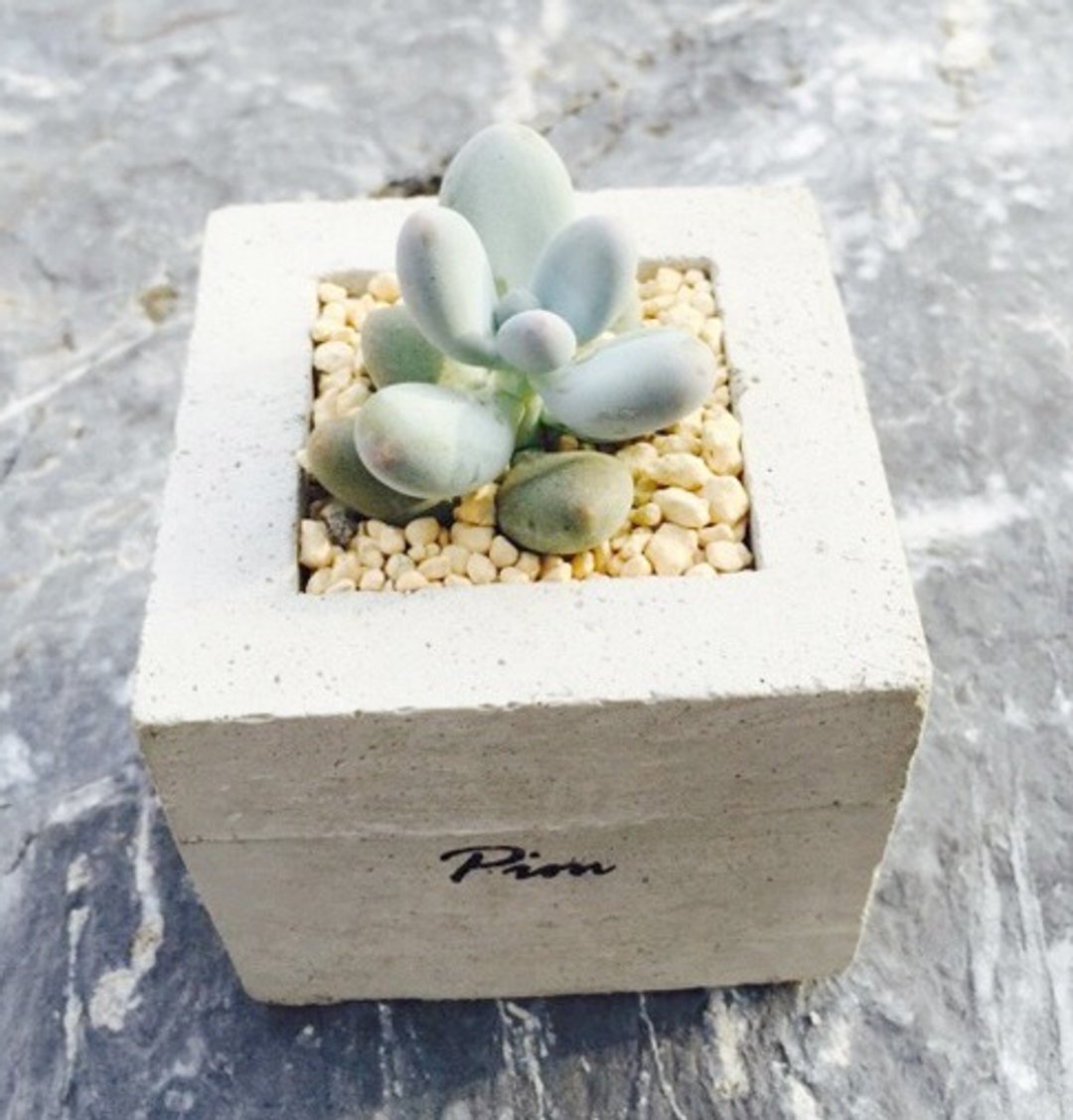 [动植物]手工水泥盆。柒号[不含植] - 植栽/盆栽 - 水泥 灰色