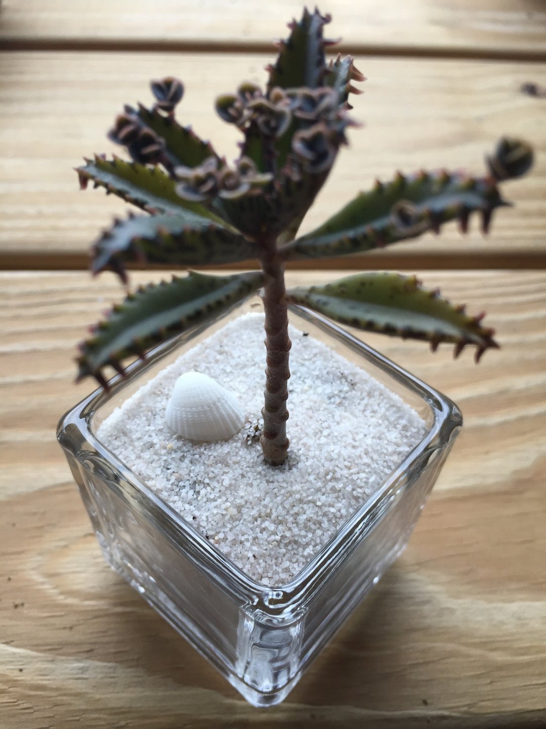 ［纯自然］ 小盆栽 海岛风 椰子树 多肉 植物 玻璃 送礼 疗愈 小物 - 植栽/盆栽 - 植物．花 白色