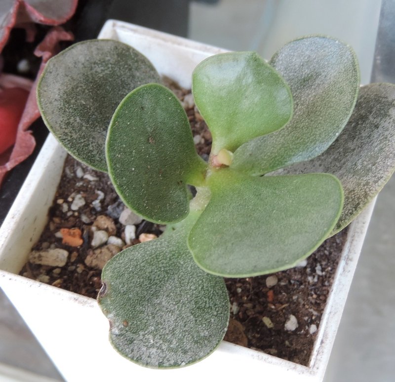 选购植栽- 多肉植物 金天章 - 植栽/盆栽 - 植物．花 多色
