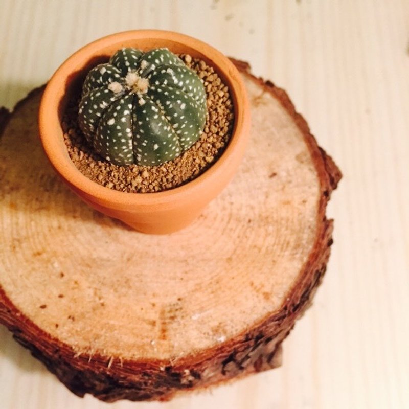 [空盆买家加购区]一寸小植物 - 植栽/盆栽 - 植物．花 绿色