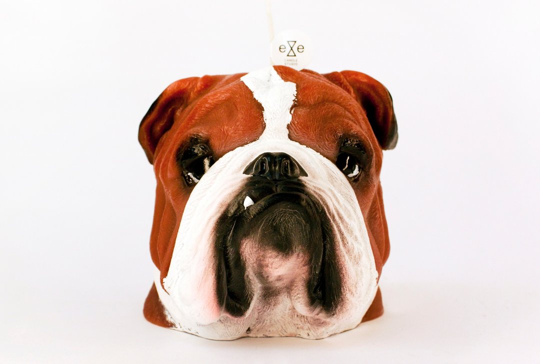 彩绘版英国斗牛犬 狗造型蜡烛 Painted Bulldog Candle - 蜡烛/烛台 - 蜡 咖啡色