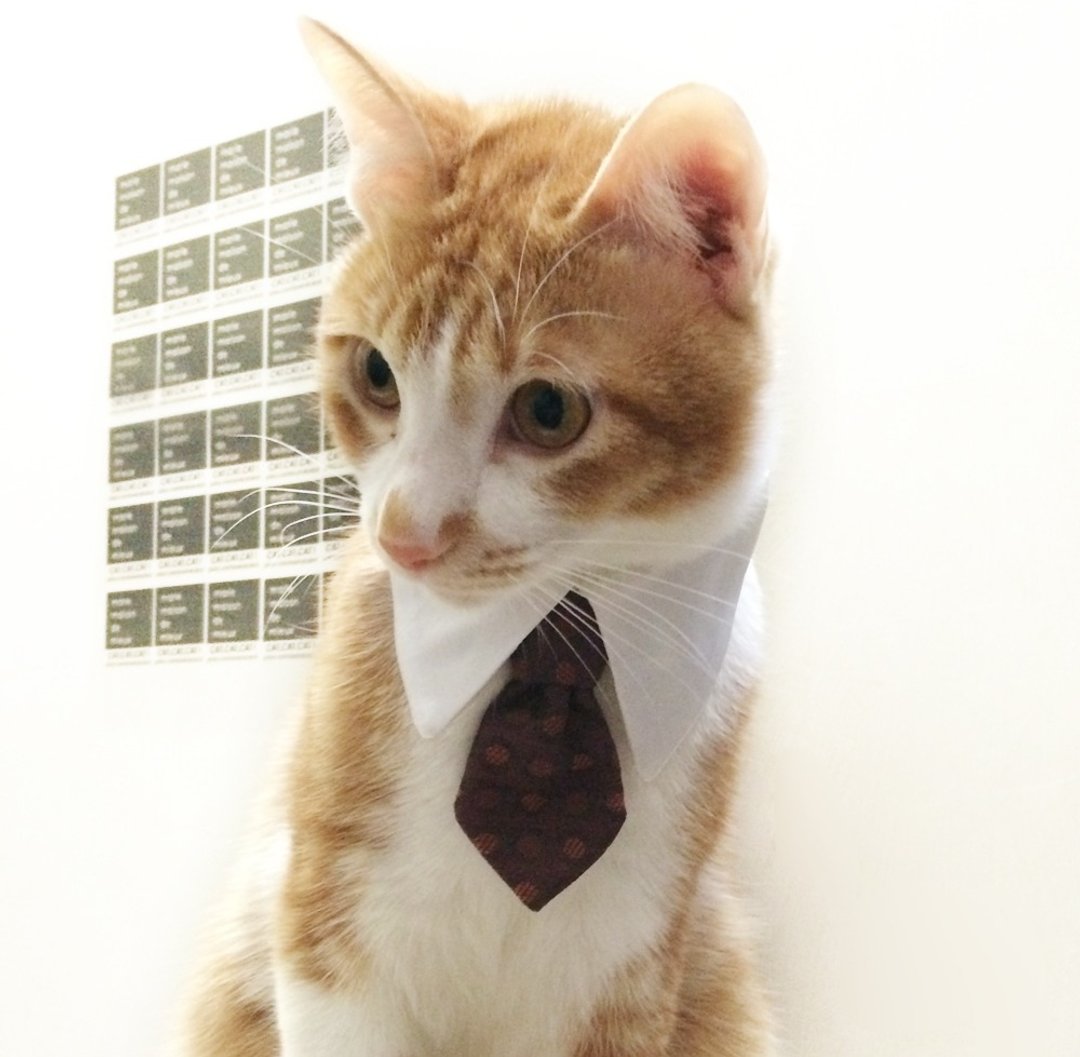 猫咪的礼服-领带/领结 - 玩具 - 其他材质 黄色