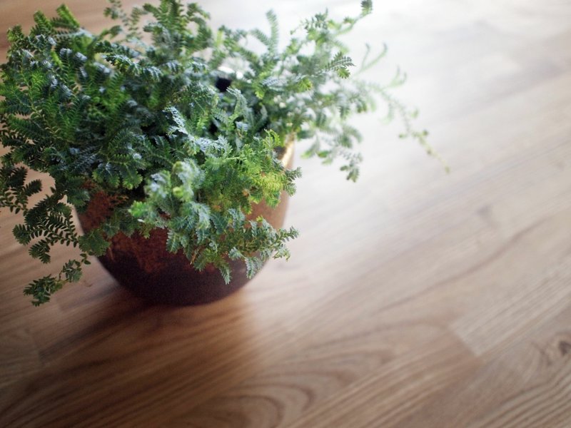 《花器》刷金陶盆 (不含植物) - 植栽/盆栽 - 其他材质 咖啡色