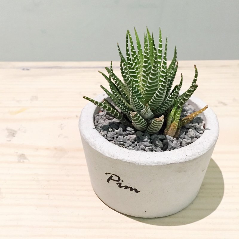 [动植物]手工水泥盆。贰号[不含植] - 植栽/盆栽 - 水泥 灰色
