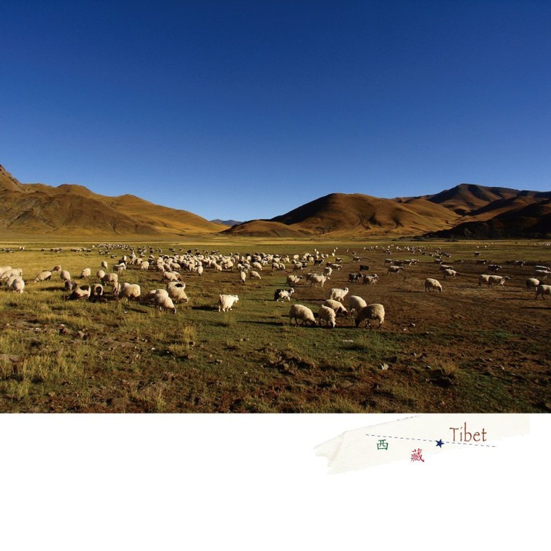 西藏旅行摄影明信片 - 卡片/明信片 - 纸 