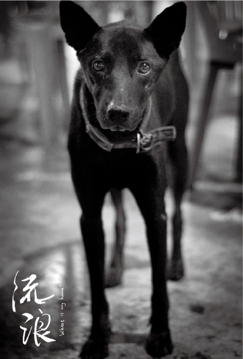 明信片 / 流浪摄影纪实系列 # 04 · 我在餐厅，可以给我一点食物吗 - 卡片/明信片 - 纸 黑色