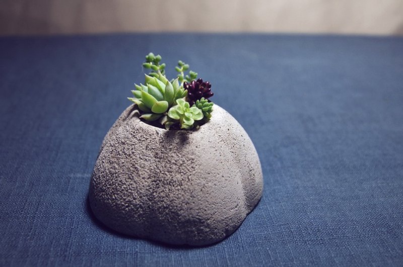 〈蛋糕山〉多肉植物 水泥 盆栽 蛋糕 山 <Cake Hill> Succulents - 植栽/盆栽 - 水泥 灰色